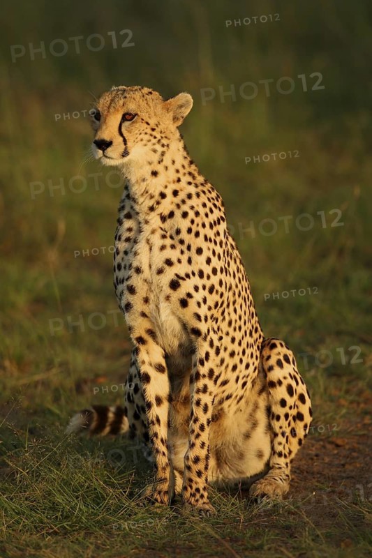 Cheetah (Acinonyx jubatus) female rests while hunting in the early morning, Masai Mara, Kenia