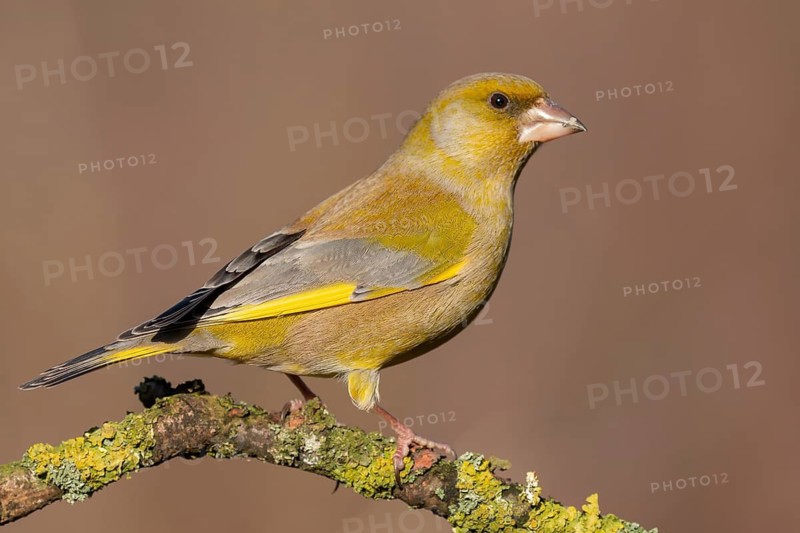 European Greenfinch (Chloris chloris) male perched on a branch, Lower Saxony, Germany