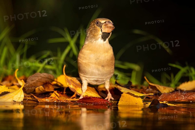A hawfinch perches gracefully amidst colorful autumn leaves, its reflection mirrored in the tranquil water, capturing a serene moment in nature