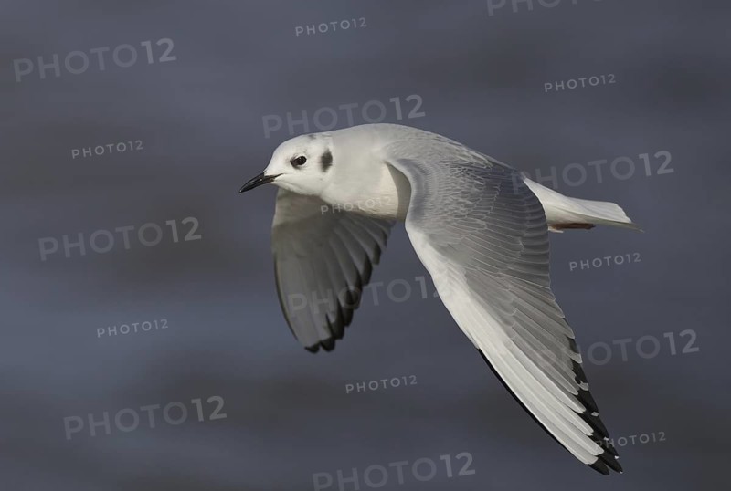 Bonaparte's Gull (Chroicocephalus philadelphia) flying, Ohio, USA