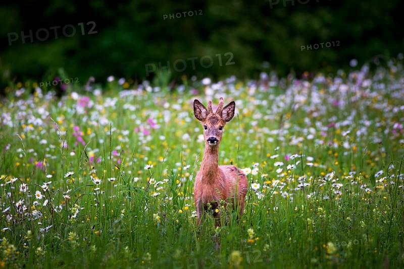 Young roebuck (Capreolus capreolus) standing in a flower meadow, Zurich, Switzerland