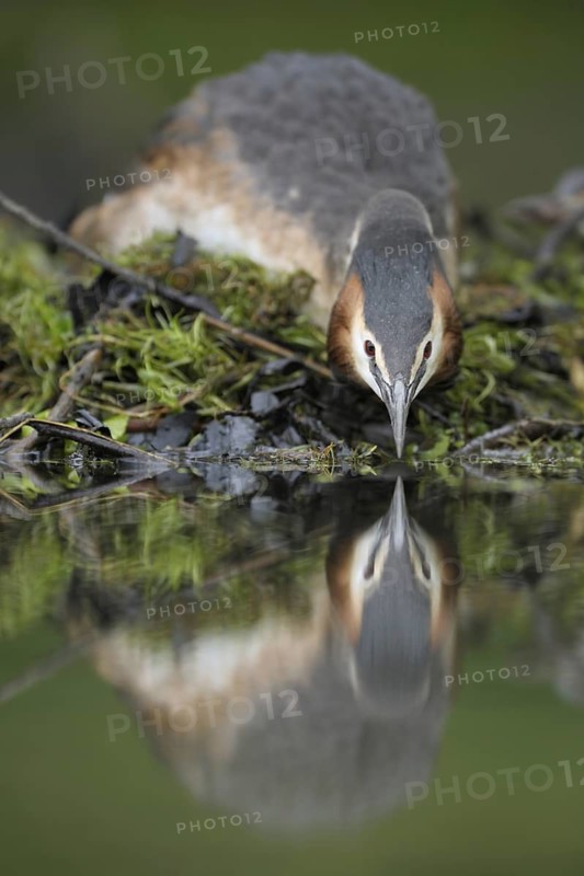 Great Crested Grebe (Podiceps cristatus), North Rhine-Westphalia, Germany