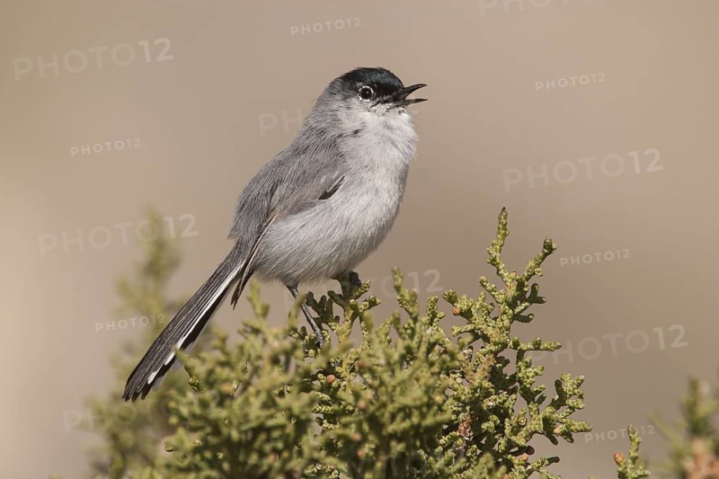 Black-tailed Gnatcatcher (Polioptila melanura) male singing, California, USA