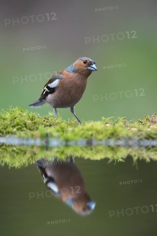 Common Chaffinch (Fringilla coelebs) male at a waterhole, North Rhine-Westphalia, Germany