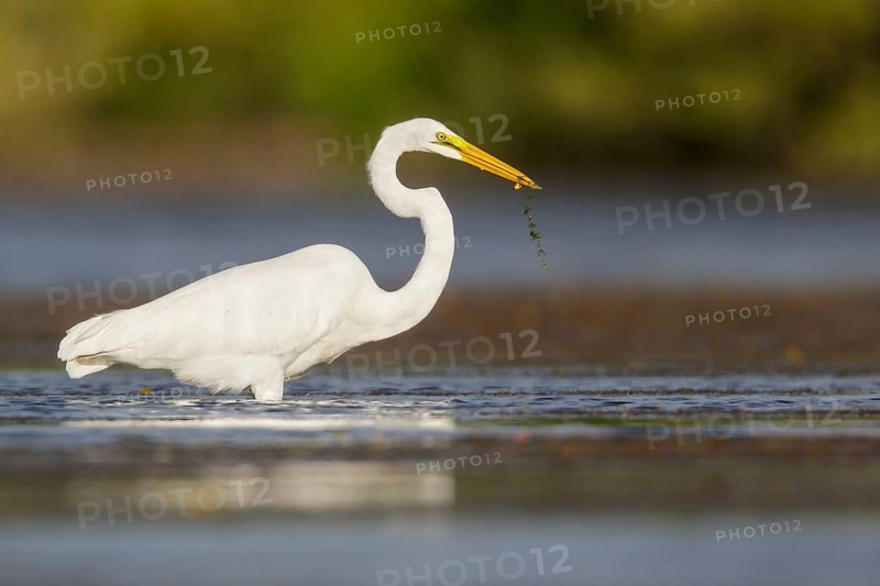 Great Egret (Ardea alba) feeding in a lagoon in Cuba