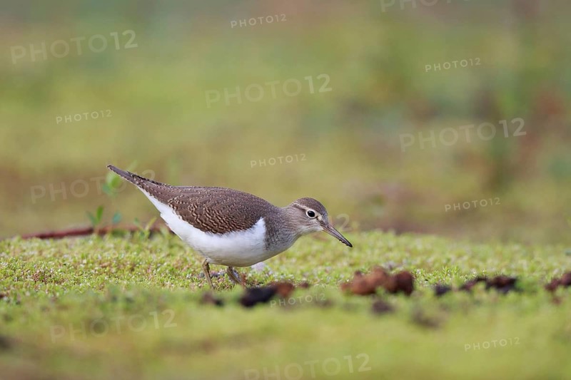 Common Sandpiper (Actitis hypoleucos) foraging, North Rhine-Westphalia, Germany