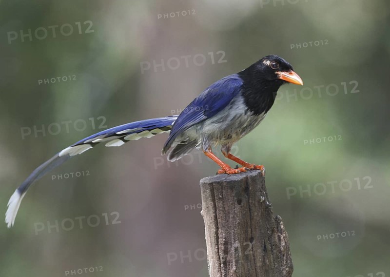 Red-billed Blue Magpie (Urocissa erythroryncha), Huai Kha Khaeng, Thailand