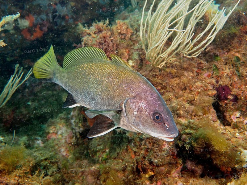 Mullet (Sciaena umbra Corvina nigra)