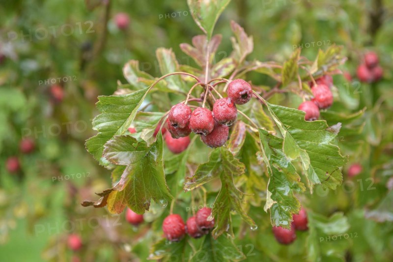 Chinese hawthorn (Crataegus pinnatifida var. major), Höhere Bundeslehr- und Forschungsanstalt für Gartenbau, Vienna, Vienna, Austria