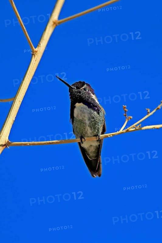 Costacolibri, (Calypte costae), adult, male, in perch, Sonora Desert, Arizona, North America, USA
