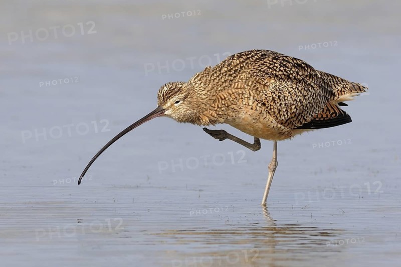Long-billed Curlew (Numenius americanus), Texas, USA