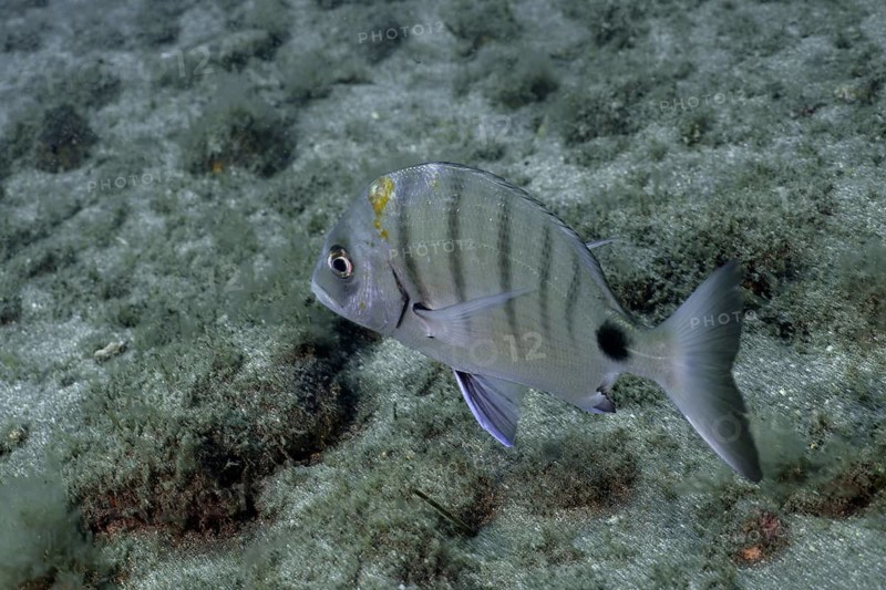 White bream (Diplodus sargus)
