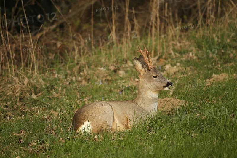 Roe deer (Capreolus capreolus) six-headed buck in winter coat, ruminating at the edge of the forest, Lower Austria, Austria