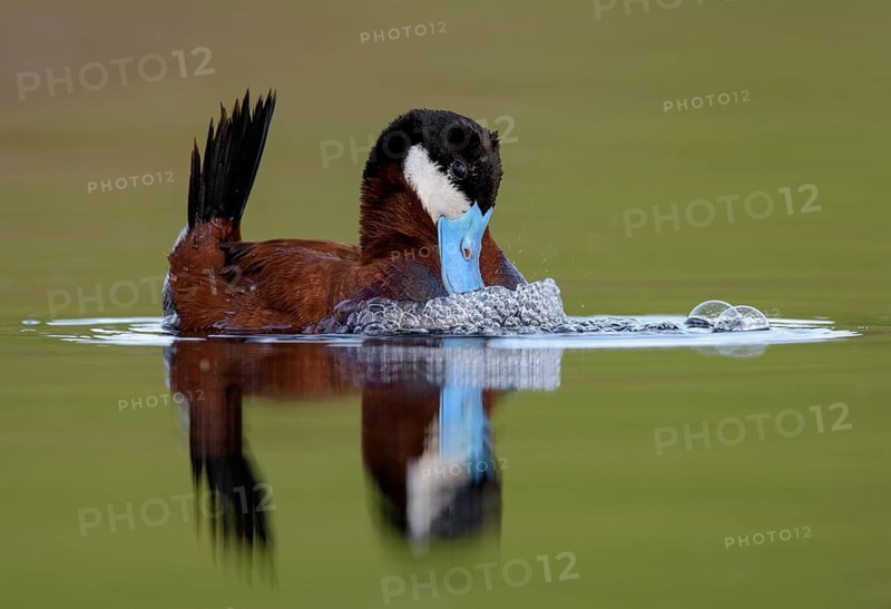 Ruddy Duck (Oxyura jamaicensis) male, British Columbia, Canada