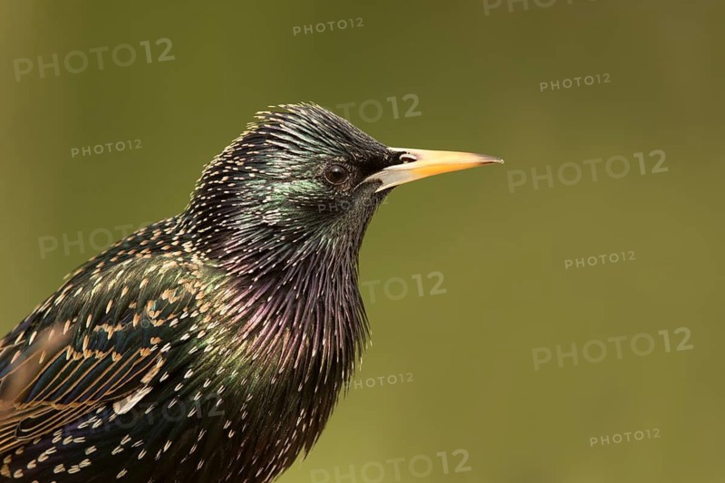 Common Starling (Sturnus vulgaris) male, Bavaria, Germany