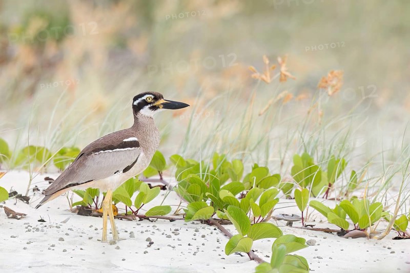 Beach Stone-curlew (Esacus magnirostris) perched on the beach in eastern Australia