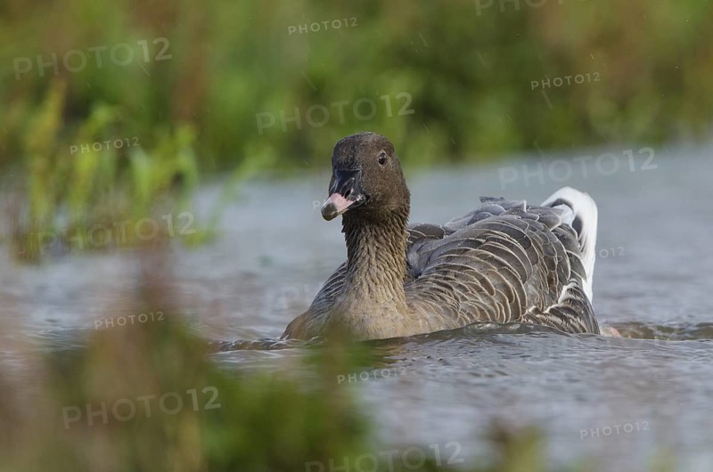Pink-footed Goose (Anser brachyrhynchus), Schleswig-Holstein, Germany