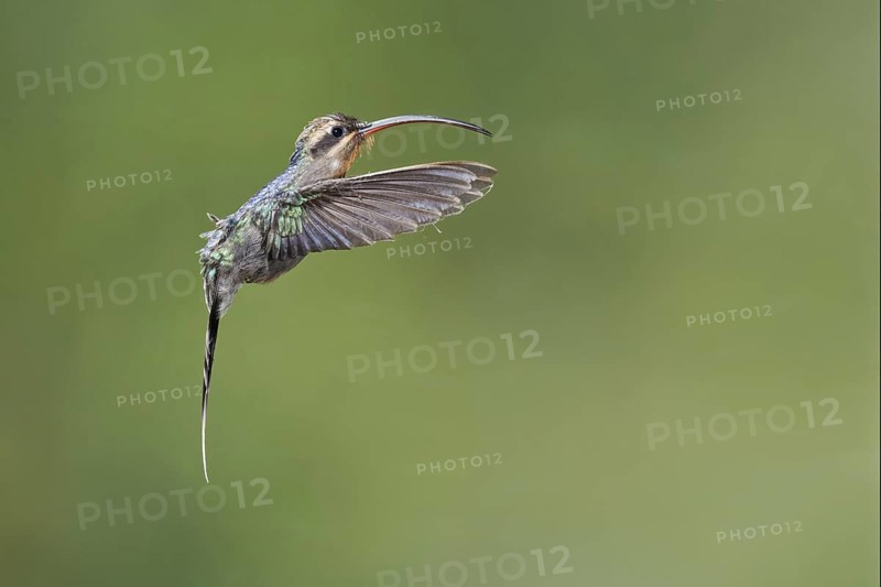 Green Hermit (Phaethornis guy), Costa Rica