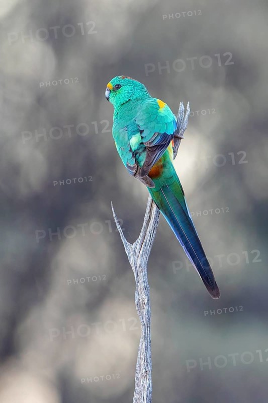 Mulga Parrot (Psephotellus varius) male perched on a branch, New South Wales, Australia