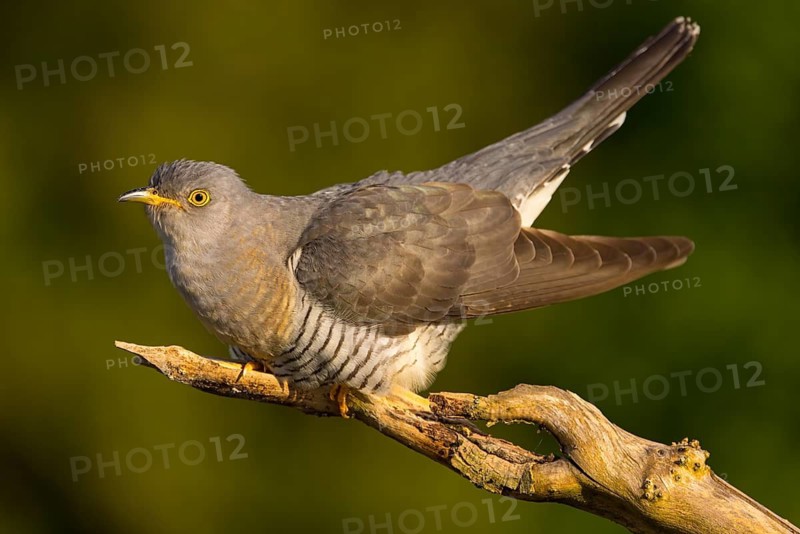 Common cuckoo (Cuculus canorus), Coucou gris, Cuco Europeo, Cuco Común, Ast, branch, Ormoz area, Ormoz, Podravska, Slovenia