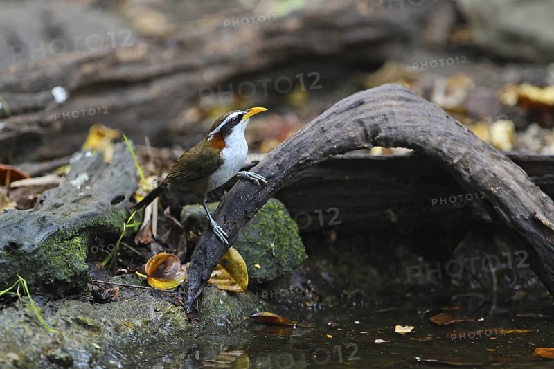 White-browed Scimitar Babbler (Pomatorhinus schisticeps) at waterhole, Kaeng Krachan, Thailand