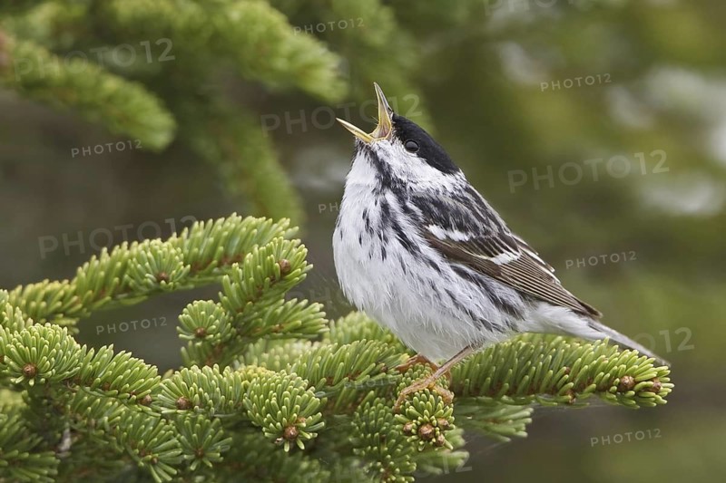 Blackpoll Warbler (Setophaga striata) male singing, Manitoba, Canada
