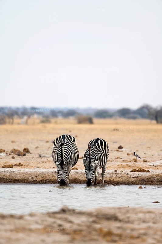 Plains zebra (Equus quagga), two zebras drinking at a waterhole, Nxai Pan National Park, Botswana