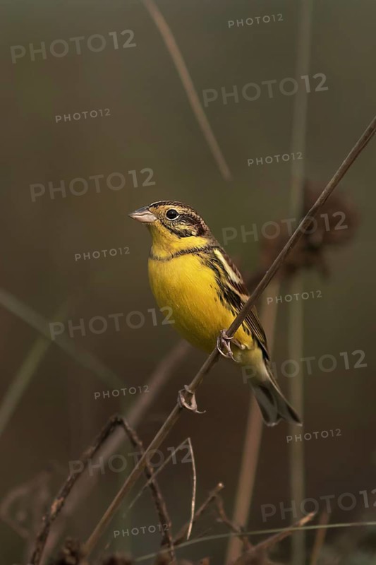 Yellow-breasted Bunting (Emberiza aureola) young male, Darjeeling, India