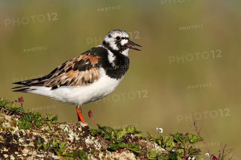 Ruddy Turnstone (Arenaria interpres) calling, Finnmark, Norway