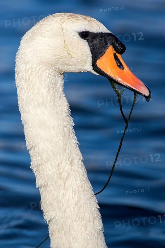 Mute Swan (Cygnus olor), Romania