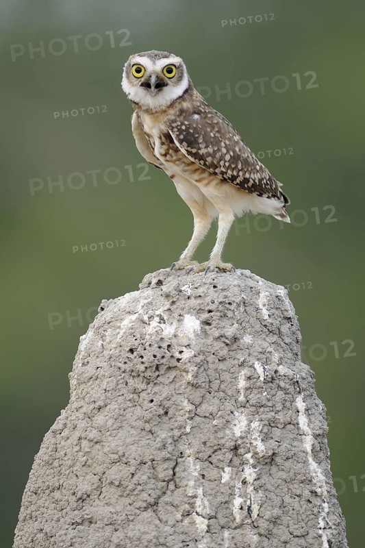 Burrowing Owl (Athene cunicularia), Pantanal, Brazil