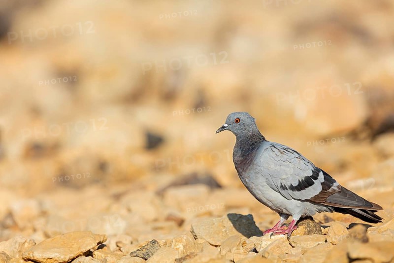 Rock pigeon, (Columba livia), animals, birds, family of pigeons, ancestral form of the domestic pigeon and urban pigeon, feral form, Celias Waterhole, Ezuz, HaDarom, Israel