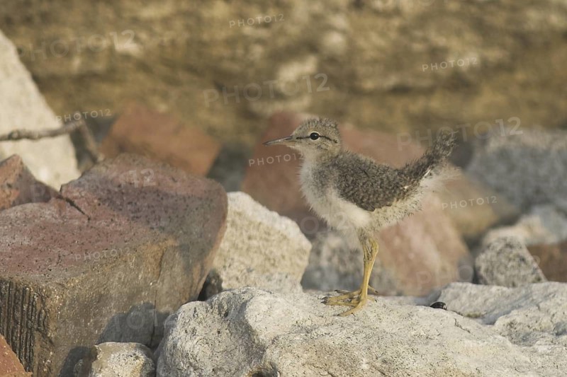 Spotted Sandpiper (Actitis macularius), Ontario, Canada