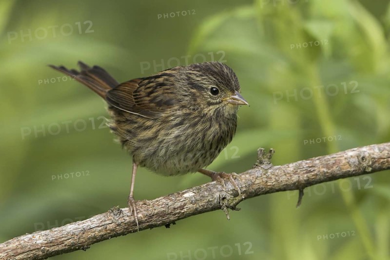 Song Sparrow (Melospiza melodia)