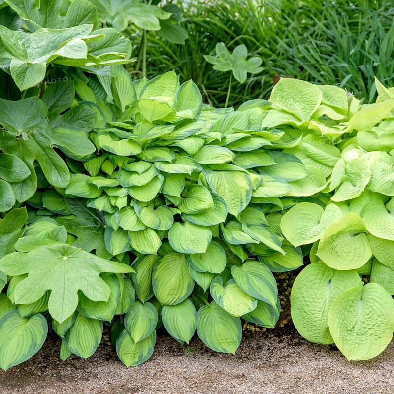 Funkia (Hosta 'Paul's Glory'),  Sweden