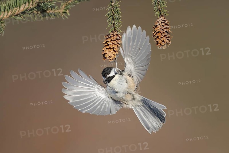 Black-capped Chickadee (Poecile atricapillus) flying, Alaska, USA