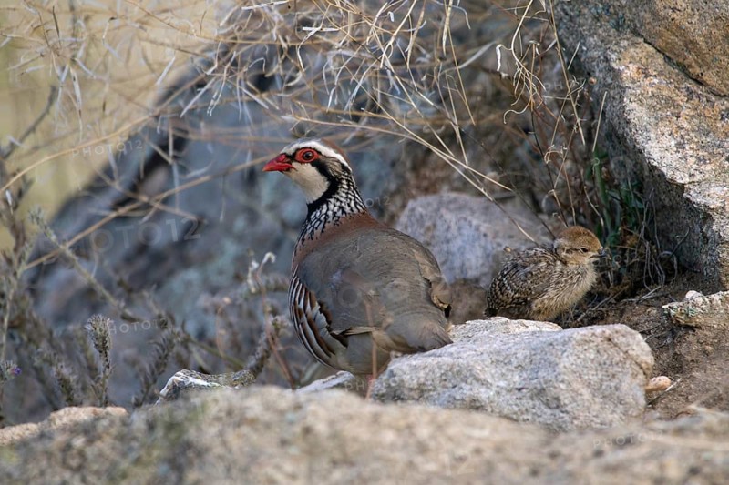 Red-legged Partridge (Alectoris rufa) with chick, Castile-La Mancha, Spain