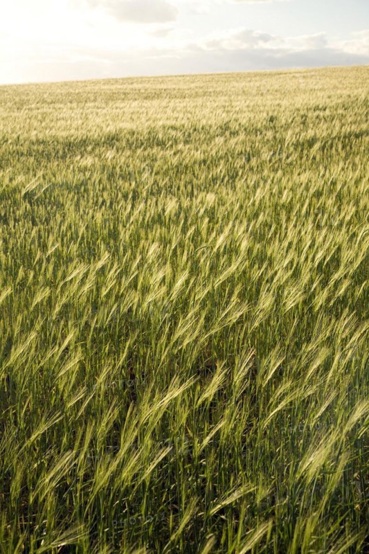 Field of barley, Suffolk, England, United Kingdom