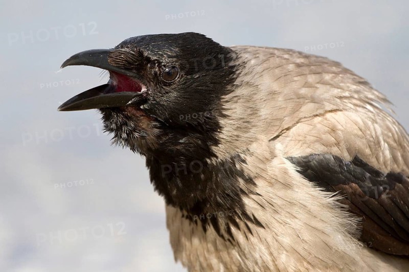 Hooded Crow (Corvus cornix) calling, Mecklenburg-Western Pomerania, Germany