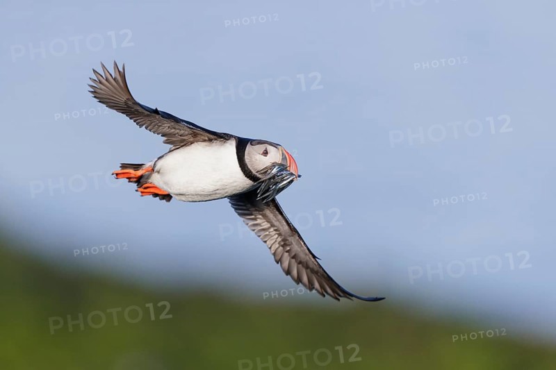 Atlantic Puffin (Fratercula arctica) flying with sandeels in beak, Iceland