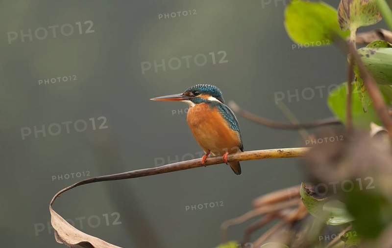 A common kingfisher (Alcedo atthis), Sreepur, Gazipur, Bangladesh