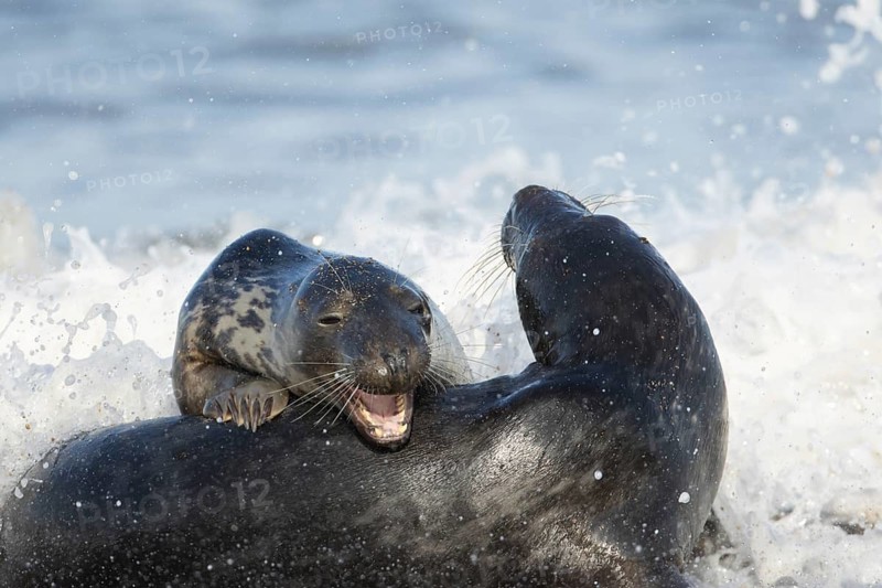 Atlantic grey seal (Halichoerus grypus) two adult marine animals playing in the breaking waves of the sea on a coastline, Norfolk, England, United Kingdom
