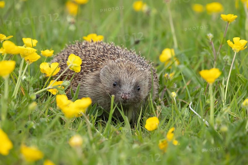 European hedgehog (Erinaceus europaeus) adult animal amongst Meadow buttercup (Ranunculus acris) flowers in a meadow in springtime, Suffolk, England, United Kingdom