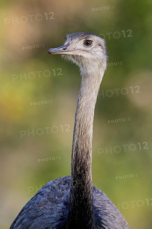 Greater Rhea (Rhea americana) in the Pantanal region of Brazil