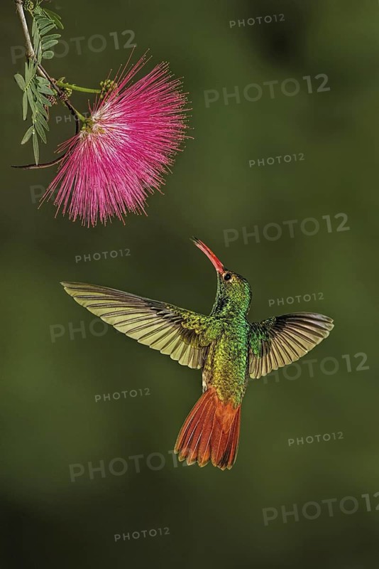 Rufous-tailed Hummingbird (Amazilia tzacatl) flying and feeding on flower nectar, Ecuador