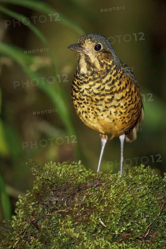 Undulated Antpitta (Grallaria squamigera), Abra Patricia Protected Area, Peru