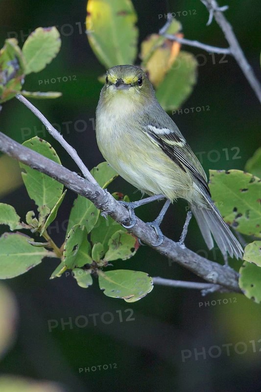 Thick-billed Vireo (Vireo crassirostris) perched on a branch in Cuba