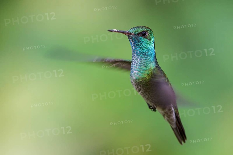 Versicolored Emerald (Amazilia versicolor) flying and feeding at a flower in the Atlantic rainforest of southeast Brazil