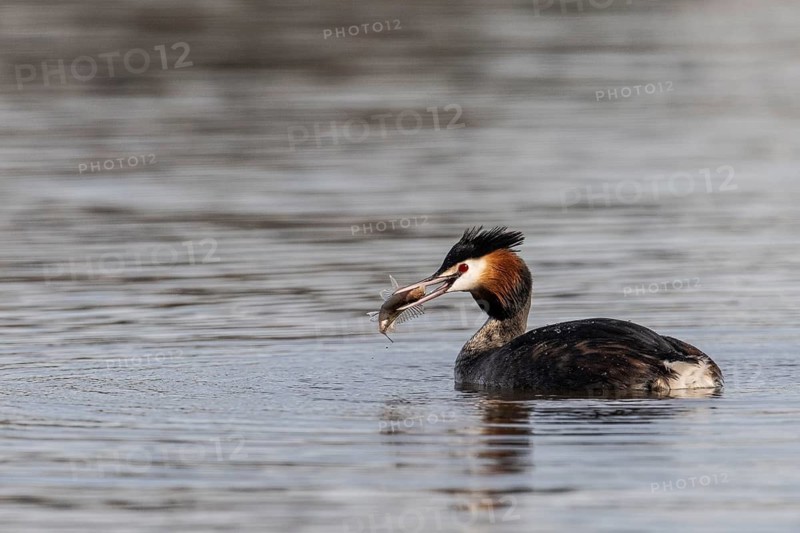 Great Crested Grebe (Podiceps Scalloped ribbonfish) with preyed fish, Emsland, Lower Saxony, Germany