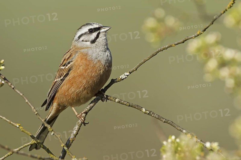 Rock Bunting (Emberiza cia), Rhineland-Palatinate, Germany